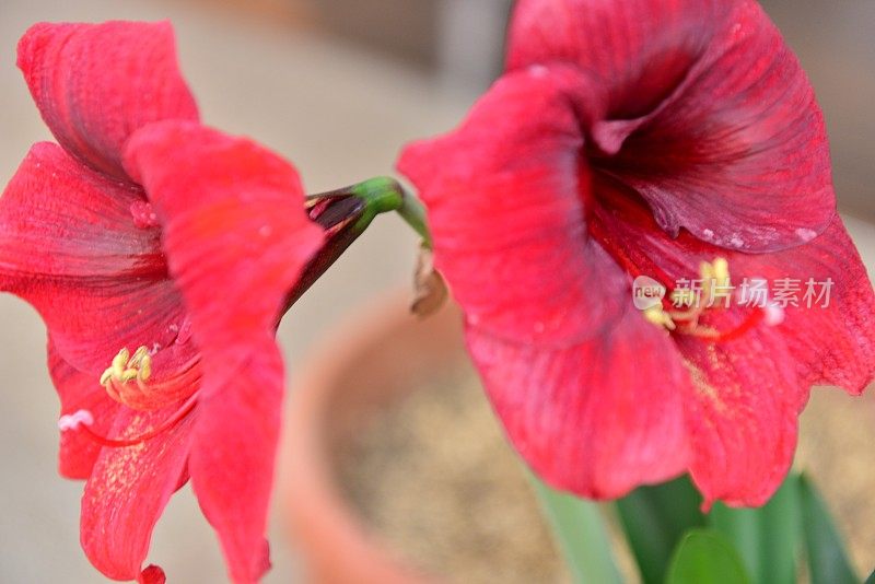 孤挺花/ Hippeastrum